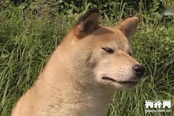 主人無奈留下愛犬，狗狗猛追無果，最后卻連家都回不了
