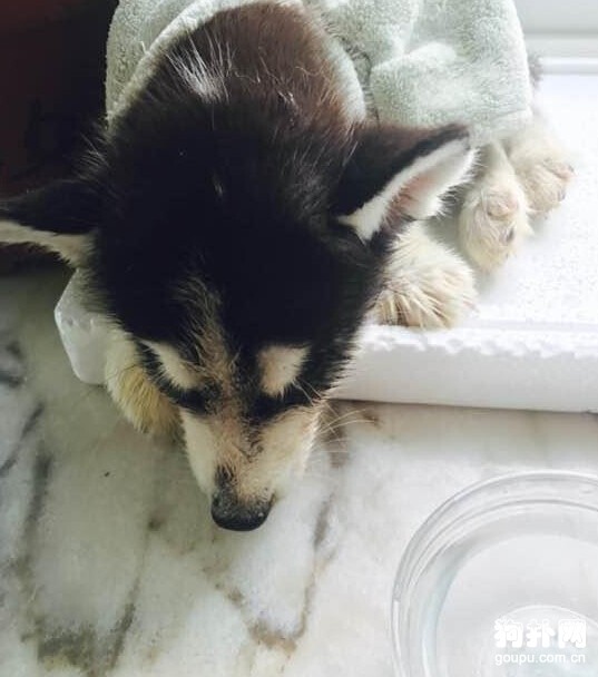 撿了只流浪狗，檢查后發現它得了犬瘟~~