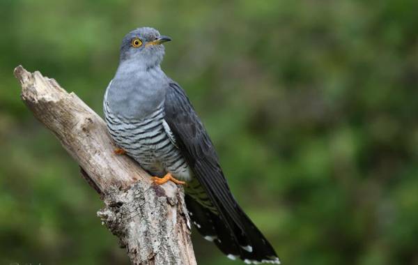 杜鵑鳥別稱