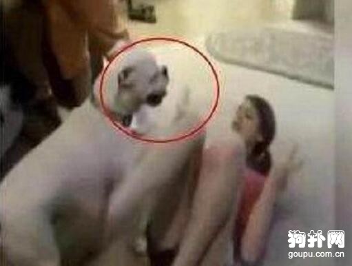大狗對女主人做了不可描述的事