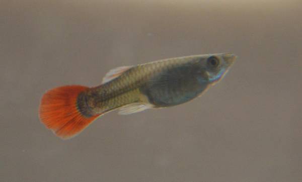 河里抓的小魚怎么養活