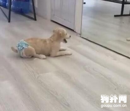 主人為省事，直接給狗穿上紙尿褲，狗子氣得發狂