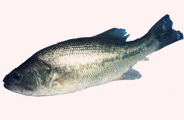路亞能釣什么魚