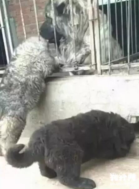 小狗知道自己將被送人，隔窗與狗媽媽淚別，心酸