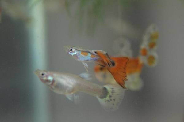 孔雀魚生小魚幾天生完