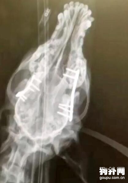 同是天涯淪落犬，相逢何必曾相識！流浪狗的善舉讓它收獲了友情