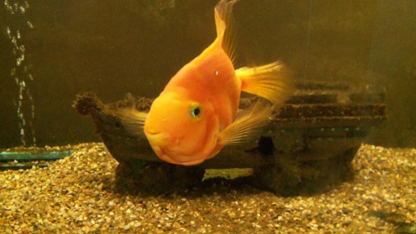 發財魚一般養幾條