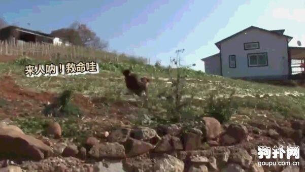 囂張的狗子被雞群圍住狠狠教訓了一頓，被啄得懷疑狗生