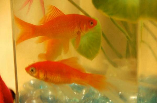 金魚可以和什么魚混養