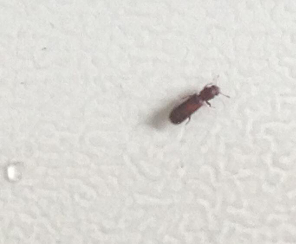 面粉里面有蟲子能吃嗎