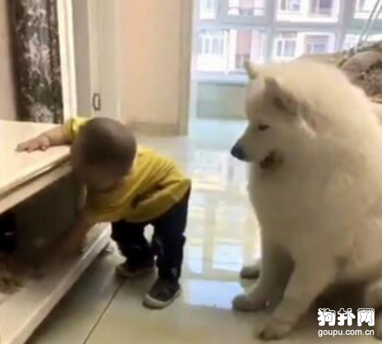 發現狗狗不吃飯的真相，主人無語了
