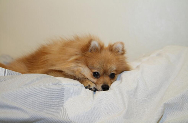 狗懷孕能洗澡嗎
