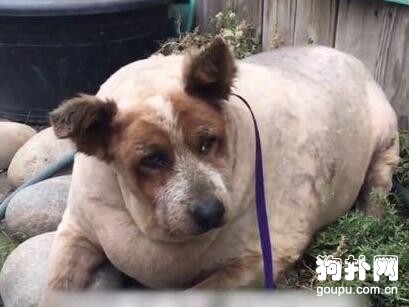 只喊口號卻不行動的胖子們，好好和這只狗狗學學吧！