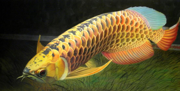 龍魚可以和什么魚混養