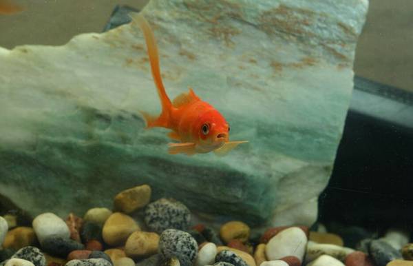 金魚有哪些品種