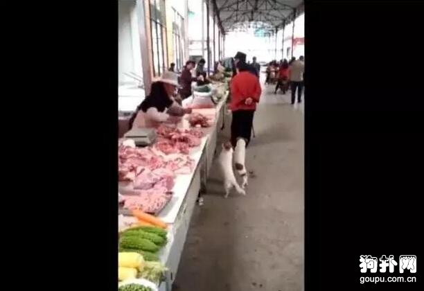 賣豬肉的阿姨給流浪狗丟了一塊肉，此后它們每天都來，虧大了！