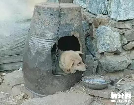 寵主給狗子建了個豪華的狗窩，網友嘲笑：破缸有什么好炫耀的