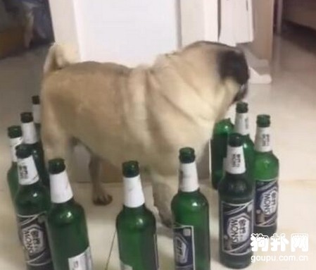 狗狗被一圈啤酒瓶給堵了，誰想的損招？！