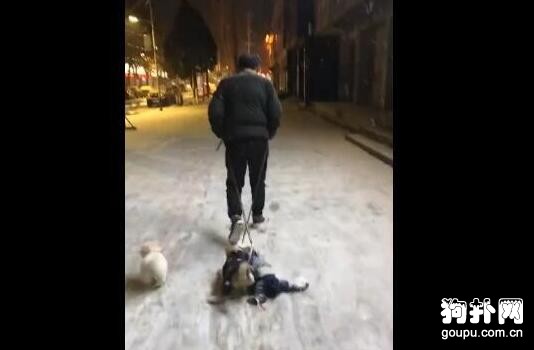 狗子晚上玩瘋了不愿意回家，被主人強行拖走