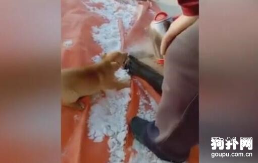 北方狗狗出門亂舔，舌頭被凍住拔不下來，悲劇！