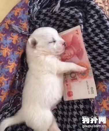 小奶<a href=/zhonglei/gou/ target=_blank class=infotextkey>狗</a>緊抱鈔票不放，主人要哭了