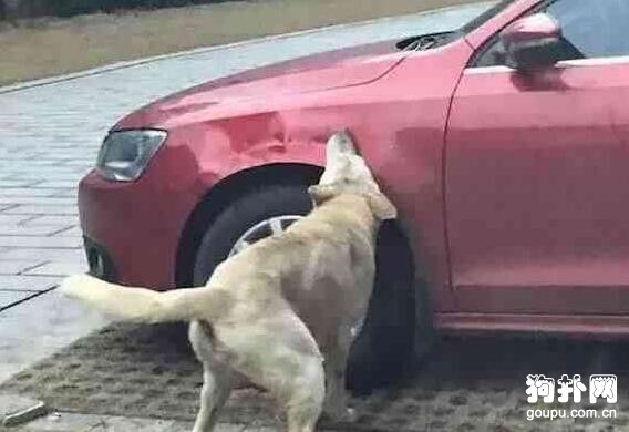 流浪狗也不是好欺負的，你踢我，我就帶上兄弟毀你車