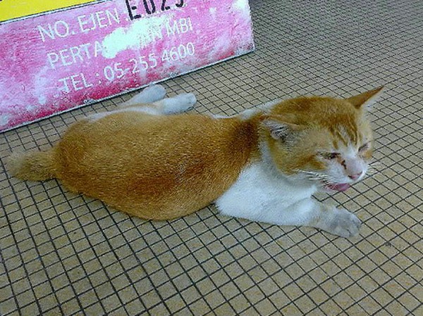 怎么摸貓