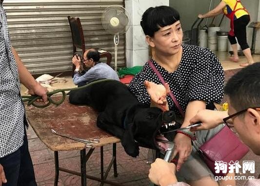 只因狗狗愛叫，竟然殘忍切除它的聲帶
