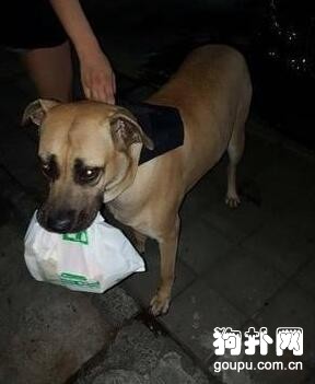 主人去世，忠犬竟然咬舌自盡前去陪伴