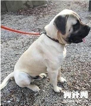 都當它是斑點狗，知道真相后大家都哭了