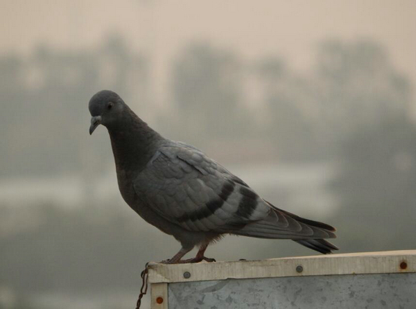 鴿子飼養方法