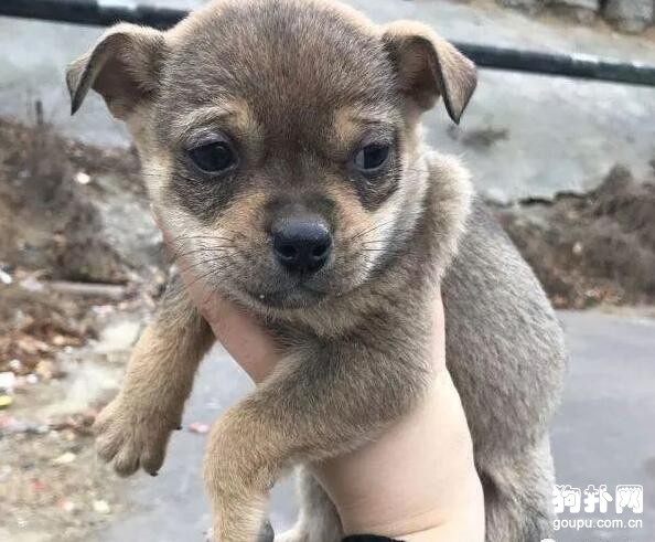 小奶狗被遺棄垃圾桶，遇好心小哥哥救助，愛狗的人還是很多