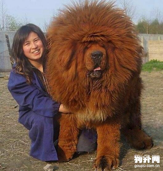 被炒到千萬身價的藏獒“驚天獸”，如今怎么樣了？