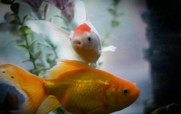 金魚冬天怎么養