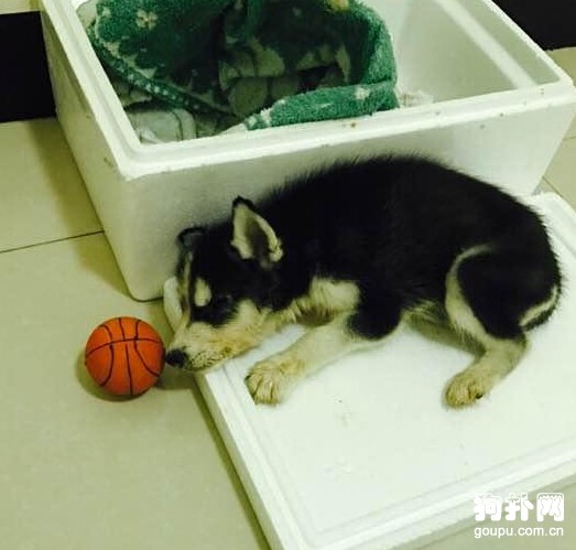 撿了只流浪狗，檢查后發現它得了犬瘟~~