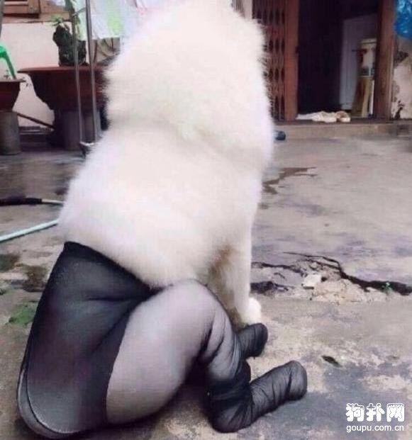 狗狗穿上黑絲秀大長腿，這畫面看得我老臉一紅
