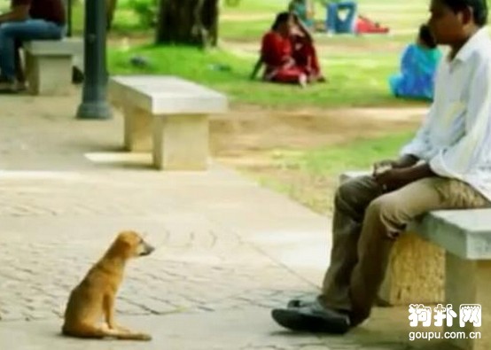 殘疾狗狗招人欺，只有他例外，這一幕卻讓人心酸