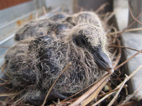 斑鳩雛鳥人工怎么喂養
