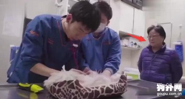 陪伴17年的狗狗終離世，大媽哭著說：下輩子，做我的孩子吧!