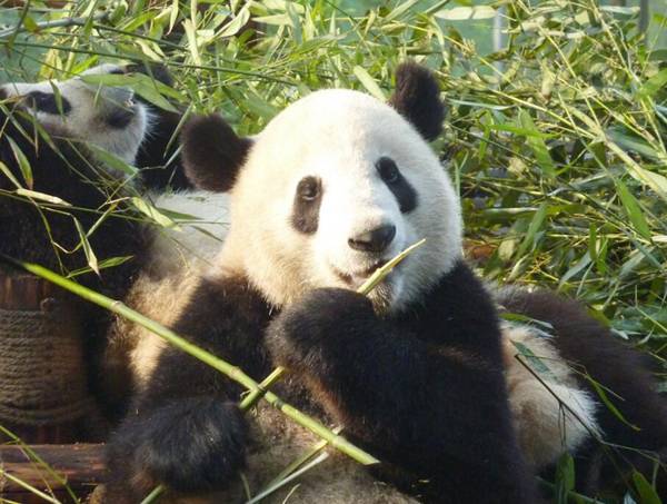 熊貓是幾級保護動物