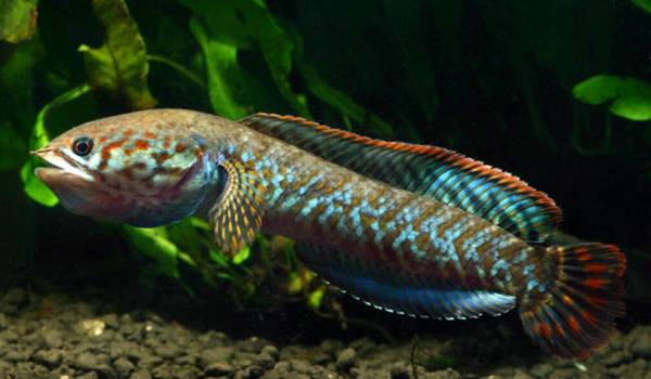 黑魚吃什么