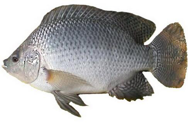 市場上哪種魚魚刺少