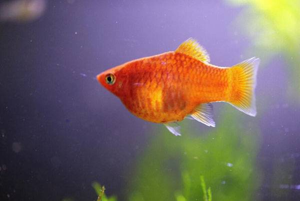 紅月光魚生小魚前兆