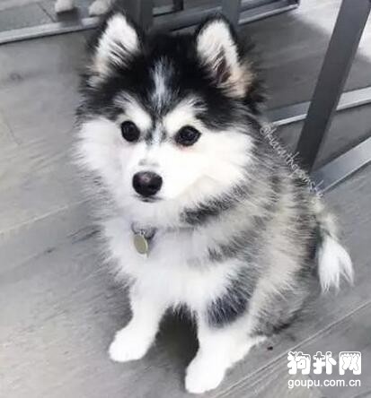帶狗狗做檢查，它的表情真讓人尷尬