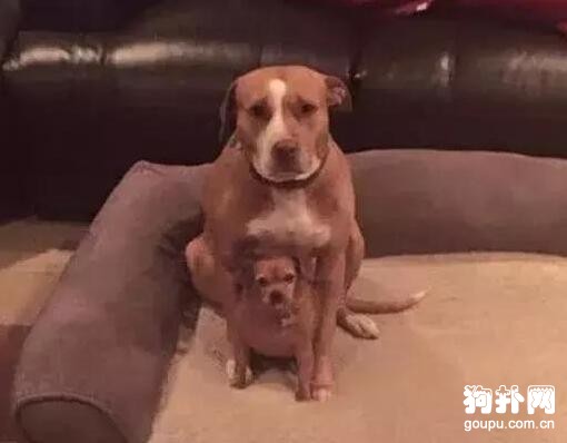 流浪狗被收養卻緊抱小伙伴不肯走，狗子：要走一起走