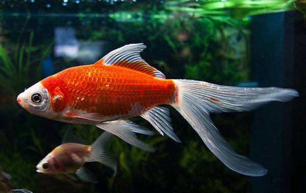 金魚多久喂一次食