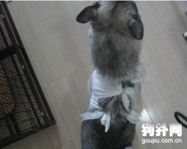 丑八怪狗狗幾個月后大變樣，這就是愛的魔力呀