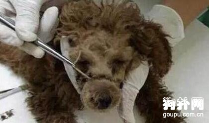 狗狗咬壞主人價值數千的衣物，被虐待一夜，性格驟變