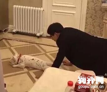 狗狗睡夢中被二逼主人吼醒，嚇得腳步打顫，站都站不穩了
