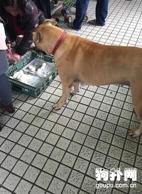 主人去世，忠犬竟然咬舌自盡前去陪伴